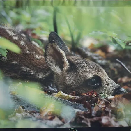 Du Cheval Blanc Διαμέρισμα